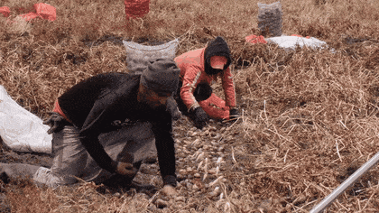 Raccolta a mano delle patate in un campo