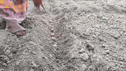 Semina a mano dei tuberi nel solco