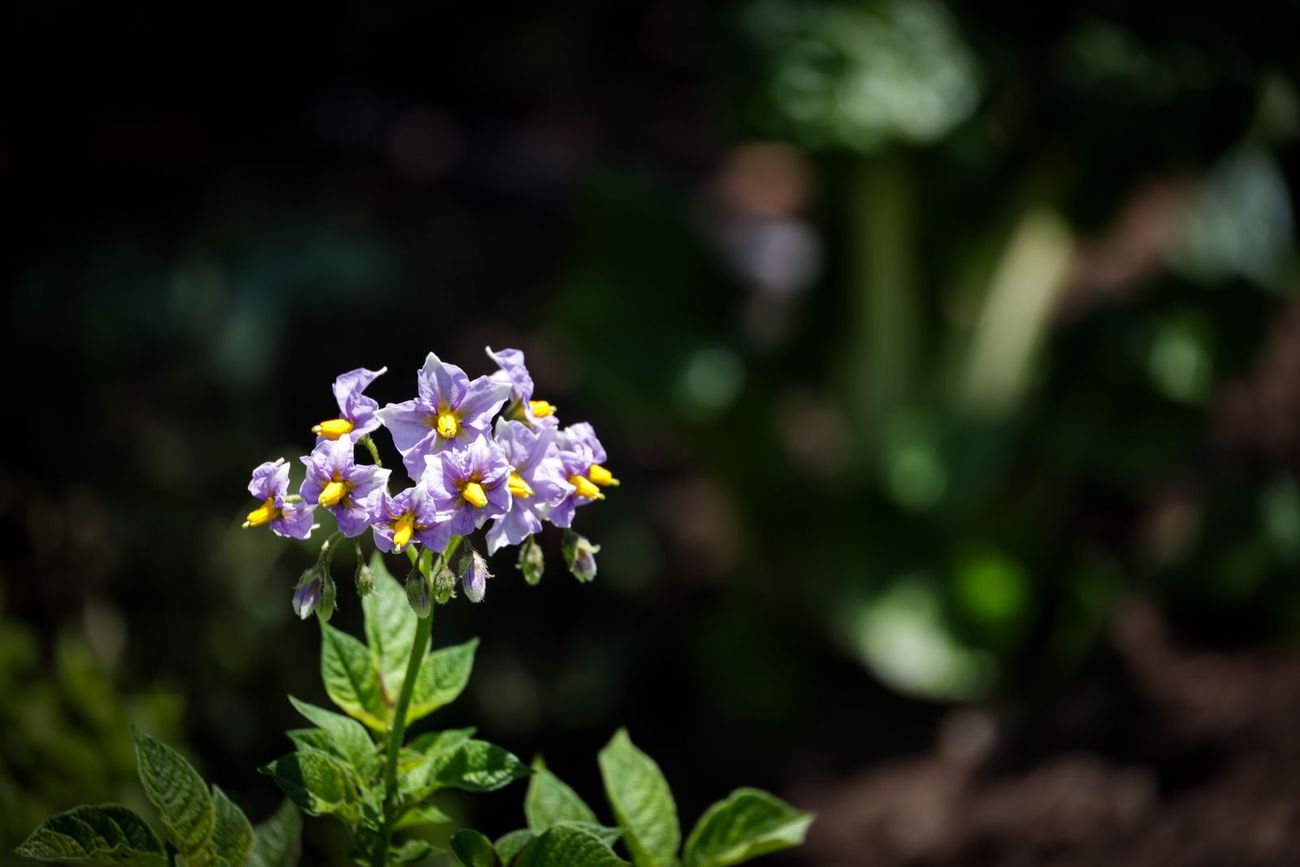 Fiore viola di patata