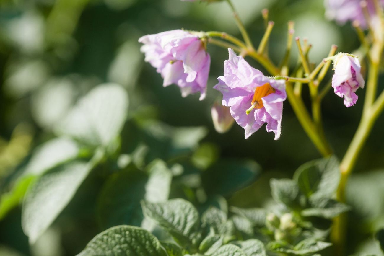 Fiori di patata rosa