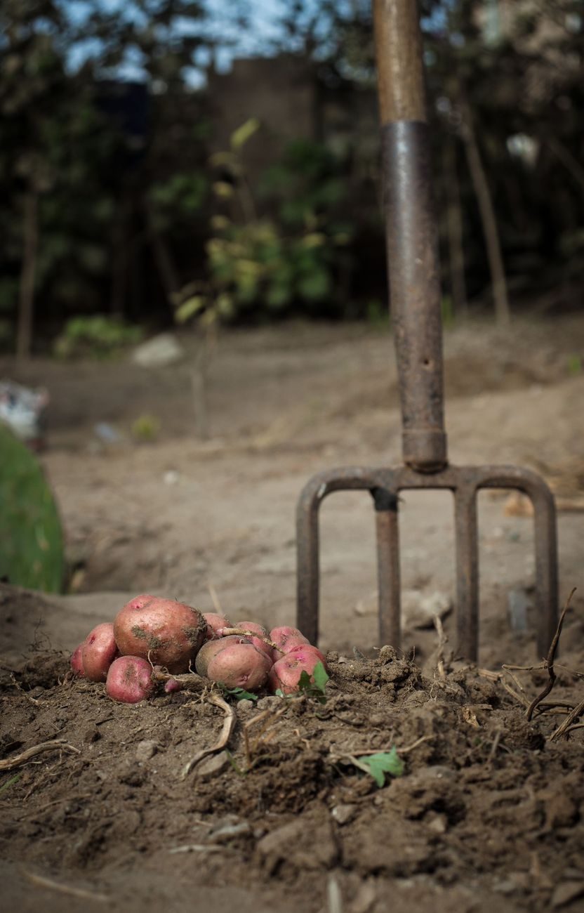 Forca da giardino nel terreno con patate