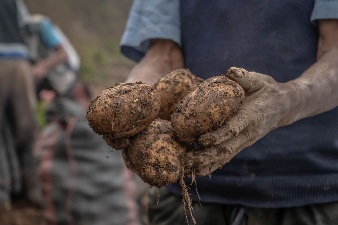 Mani che tengono patate appena raccolte con terra