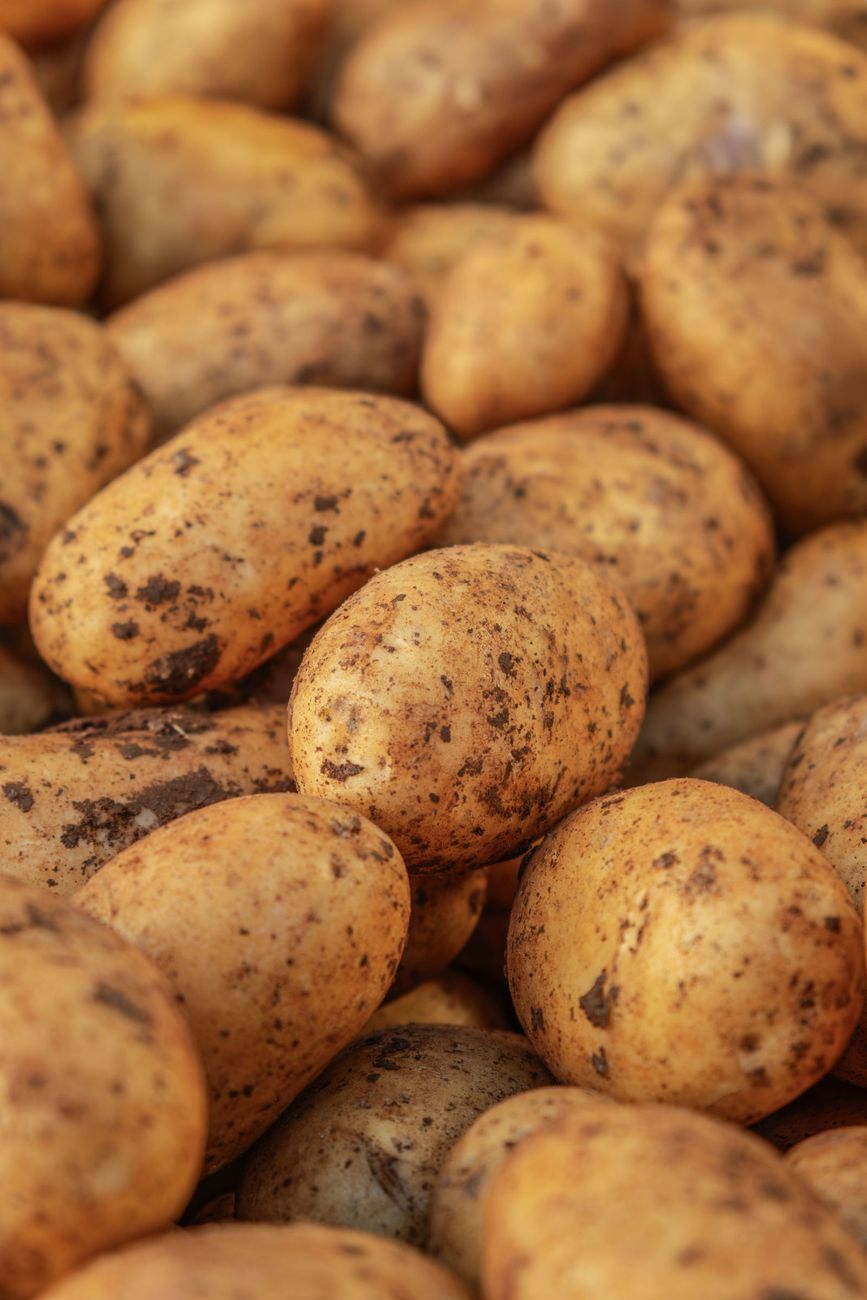 Mucchio di patate appena raccolte