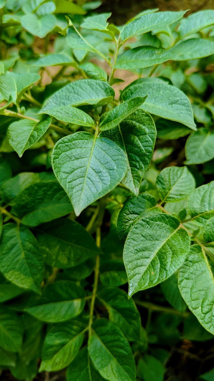 Foglie verdi di patata