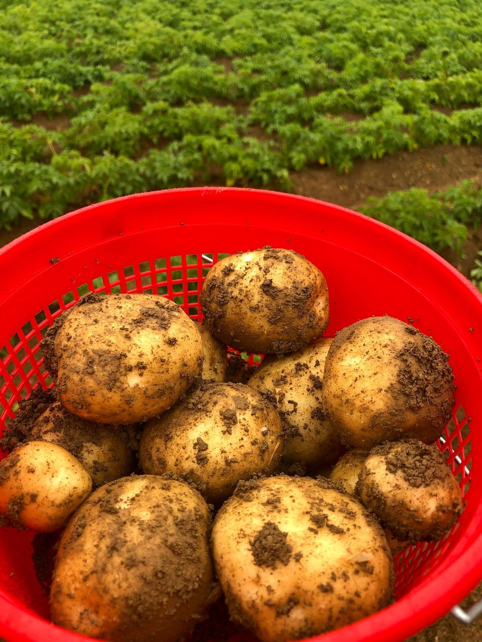 Ciotola rossa di patate nel campo