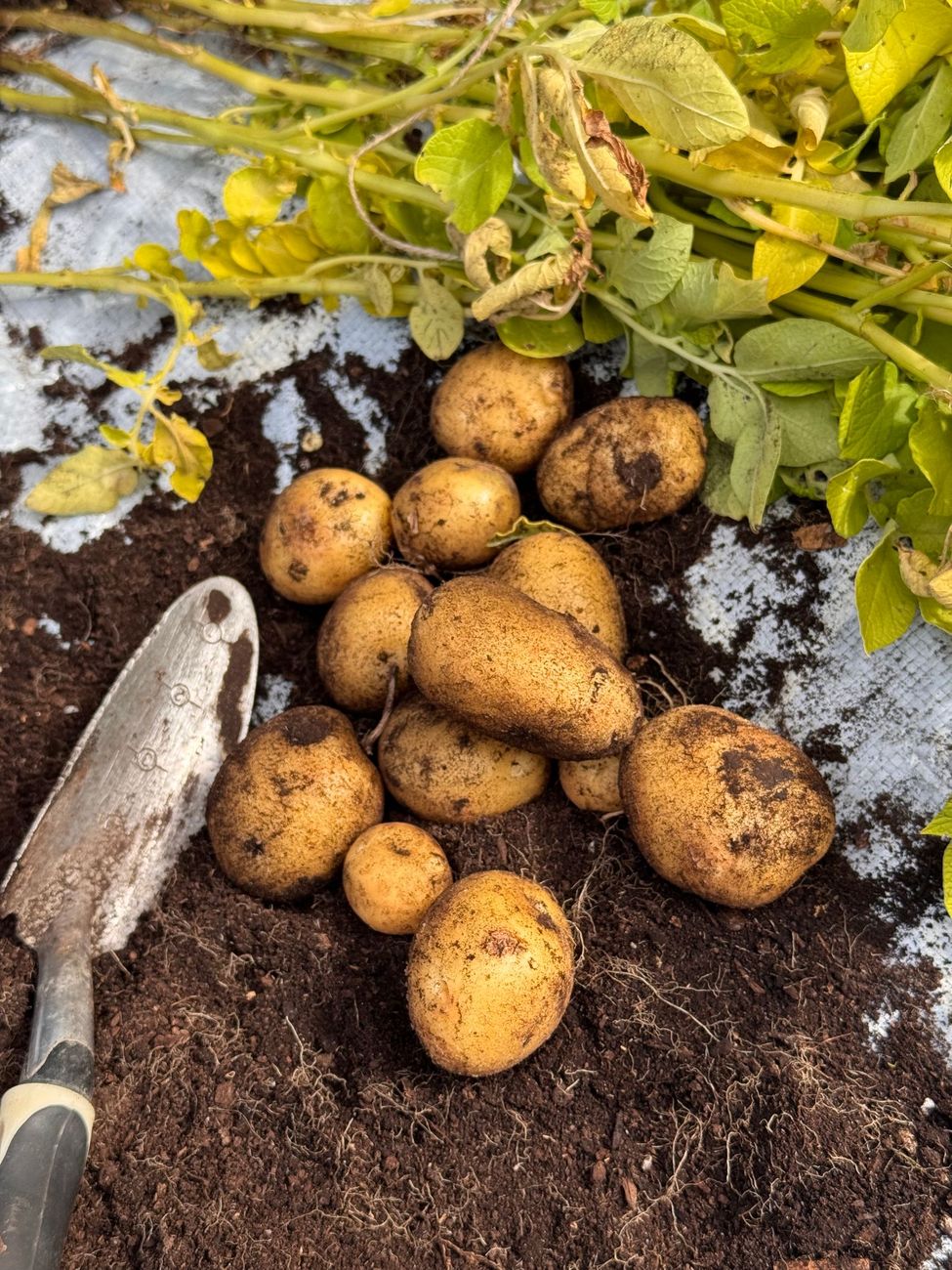 Pianta di patata estratta dal terreno con radici e tuberi