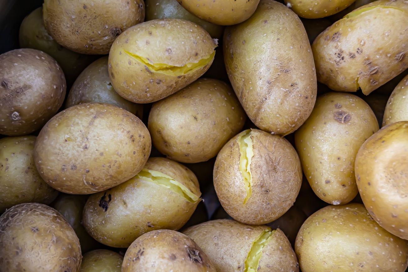 Filari di patate